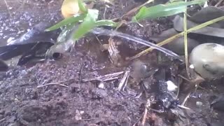 Filming a leaf being wet by a jet of water, there are ants on the ground [Nature & Animals]