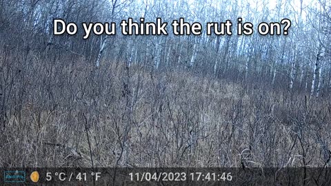Do you think the Rut started?