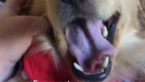 Best Funny Dogs Video -EP (13)