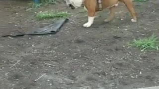 Dog Puts Kid in the Dirt