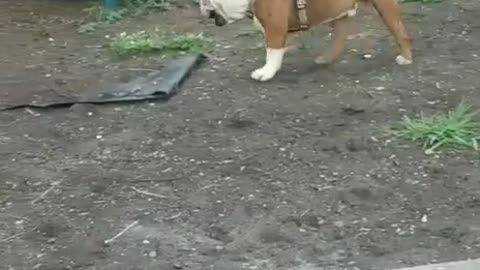 Dog Puts Kid in the Dirt