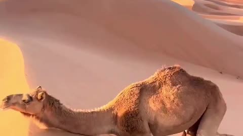 How camels climb a steep sand dune