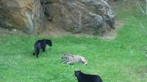 Panther Vs Jaguar 2022