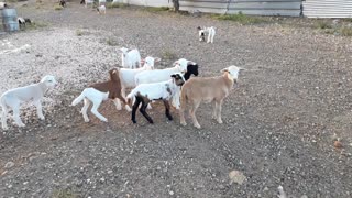 Gang of baby sheeps