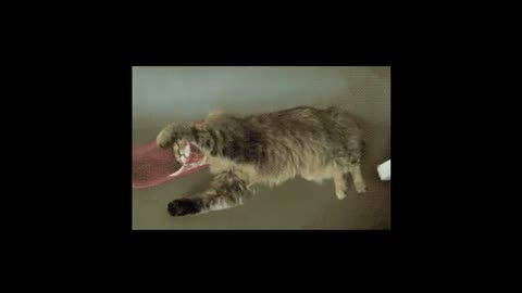 Videos of Cats Doing Funny Things - Version 1