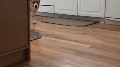 Corgi Joy