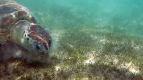 A big sea turtle is crawling at the bed and looking for something to eat