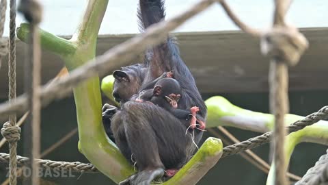 Female Chimp Adopts Sisters Infant After She Suffers From Mysterious Illness