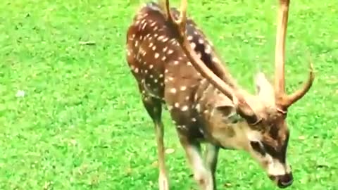 Bogor City Palace Deer (Indonesia) ❤