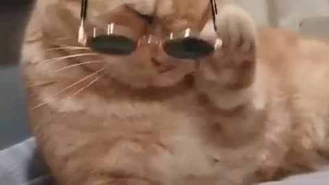 Cute cat sunglasses most funny video 😁😁