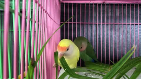 A parrot playing with its beak