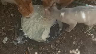 Funny cats Eat😁😁