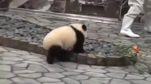 A Cute baby panda trying to play and get attention from the worker.