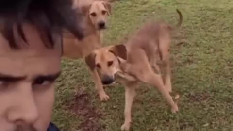 Dog: Just because I'm good-natured doesn't mean I won't bite! funny dog videos