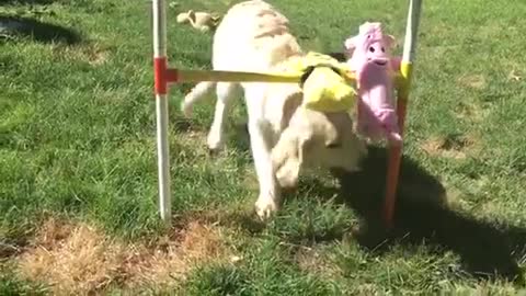 Cachorro explora divertido un dispenser casero de golosinas para perro