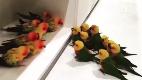 🐦 Funny | Feathered Follies: Birb on Birb Gang Violence | FunFM