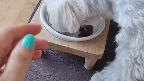 Puppy sensitive when eating - korean dog Yeoroom, male, 3 yaers old.