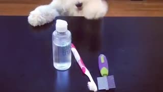 Cute fluffy white dog stands on hind legs and tries to reach toiletries on table
