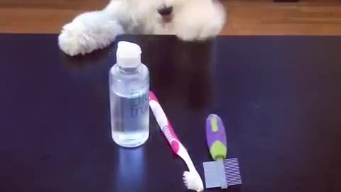 Cute fluffy white dog stands on hind legs and tries to reach toiletries on table