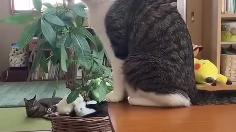 Funny cats reaction 😀