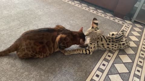 Serval kitten and Bengal cat bonding