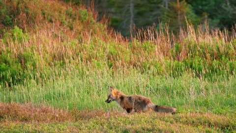 fox try to hunt in the field