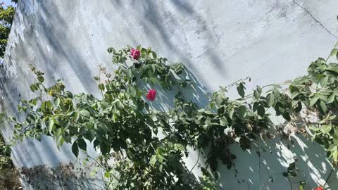 Roses rose