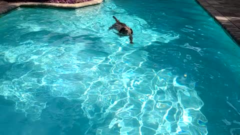 Dog in Pool