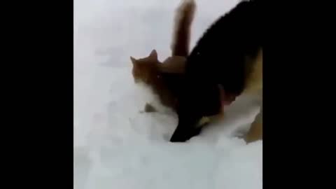 Dog Smacks Cat Into Snow