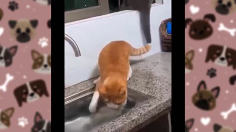 Funny cat 😺 | 2024🥰 Funny Cat Videos 😺