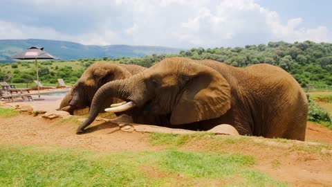 Addo National Park Video -The Elephant,lion's,,