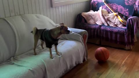 Dog trains for the game