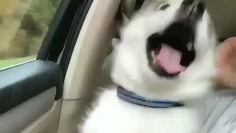 funny pet dog