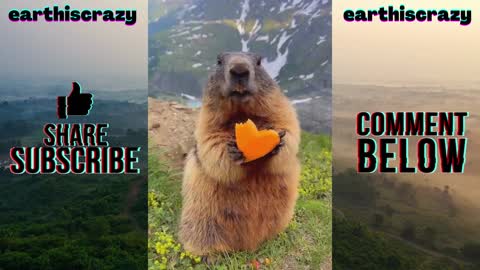 Cute beaver eating a carrot in the mountains