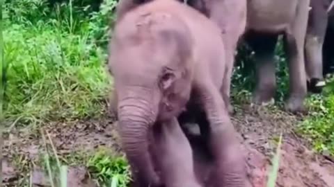Baby Elephant enjoying its life