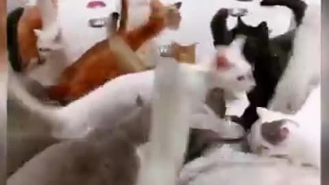 Funny cat laughter