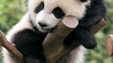 amazing facts about pandas