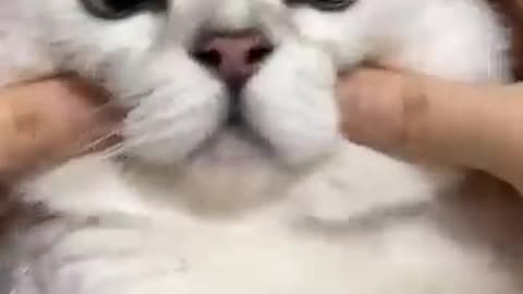 Cute Cat Videos Funny vacting 😂😂😂😂