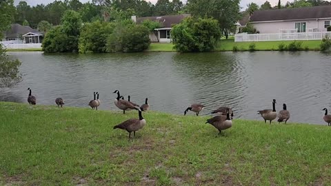 Canadian Geese in my Backyard