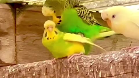 pair of budgies - breeding aviary birds