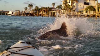 Dolphins Playing Next to Kayakers