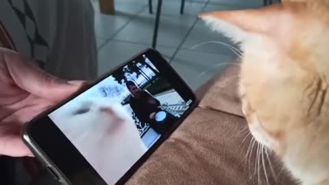 Cat Vibing To Ievan Polkka Cat Vibing To Music | Cat Vibing Meme Chat Turc
