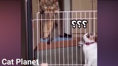 FUNNIEST CATS Compilation 2022 _ Cute and Funny Cats _ Try Not to Laugh