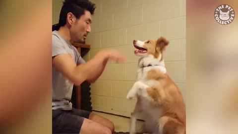 Amazing Dog Tricks