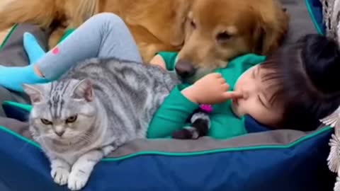 Funny video cat and dog with baby