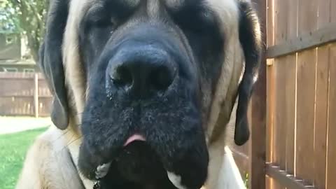 English Mastiff Eating a Green Bean in Slow Motion