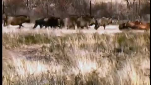 Tiger stalks and chase Wildebeest at South Africa, Tiger Canyon_Cut.mp4