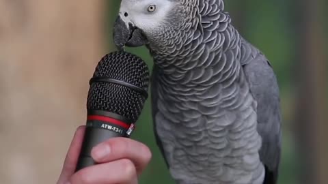 Taking parrot in English language