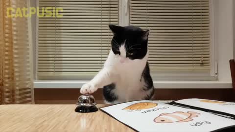 Cat video
