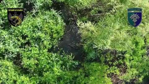 Incredible Drops Through Forest Canopy